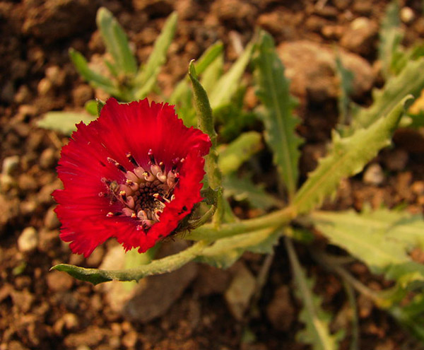 Sevgi_Cicegi_Centaurea_Tcihihatcheffii_Ankara Sevgi_Cicegi_Centaurea_Tcihihatcheffii_Ankara