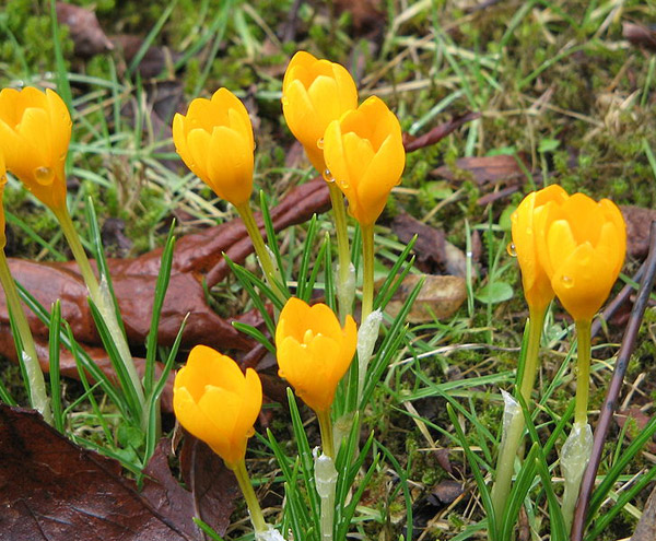 Ankara_Cigdemi_Crocus_Ancyrensis Ankara_Cigdemi_Crocus_Ancyrensis