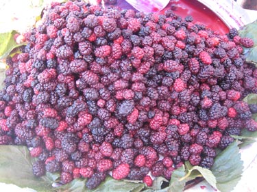 Dut_Ayas_Ankara_Ankarada_ne_yenir Dut_Ayas_Ankara_Ankarada_ne_yenir