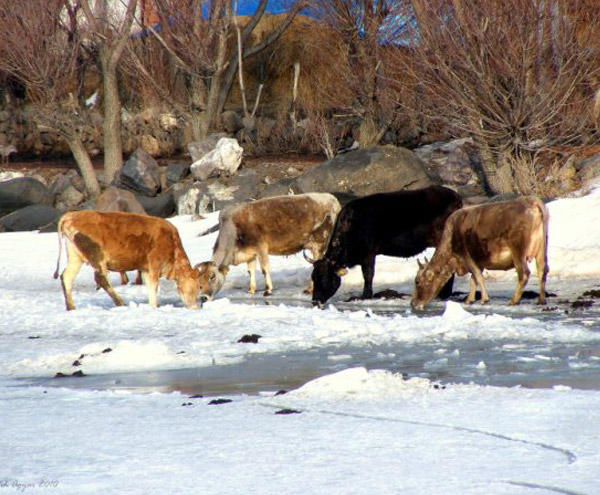 Cildir_Golu_Akcakale_Koyu_Cildir_Ardahan Cildir_Golu_Akcakale_Koyu_Cildir_Ardahan