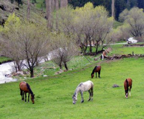 Sulakyurt_Koyu_Merkez_Ardahan Sulakyurt_Koyu_Merkez_Ardahan